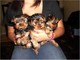 Parti carrier yorkshire terriers