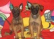 Pastor belga malinois macho!qq