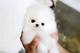 Perrito blanco impagable de Pomeranian para la adopción - Foto 1
