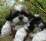 Potty entrenado taza shih tzu cachorros macho y hembra - reg