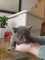 Preciosa camada de gatitos azul ruso de calidad excelente, tienen - Foto 1