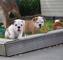 Preciosas camadas cachorros bulldog inglés