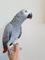 Precioso congo african grey está disponible - Foto 1