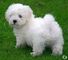 Preciosos Cachorritos de Bichon Maltese 100% puros raza - Foto 1