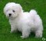 Preciosos cachorritos de bichon maltese 100% puros raza