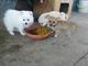 Preciosos cachorritos de raza pomerania con tres meses de vida, m - Foto 1