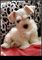 Preciosos cachorros de schnauzer miniatura blancos