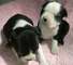 Regalo adorables cachorros boston terrier