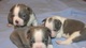 Regalo adorables cachorros boston terrier cachorros para adopcion