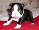 Regalo adorables cachorros boston terrier cachorros para adopcion