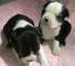 Regalo adorables cachorros boston terrier cachorros para adopcion - Foto 1