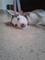 Regalo cachorro de Husky - Foto 1