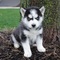 REgalo cachorros husky siberiano de raza pura disponible! - Foto 1