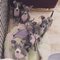 Regalo galgo cachorros disponibles
