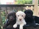 Regalo hermosos labradoodle cachorros