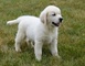 Regalo Labrador cachorros - Foto 1