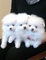 Regalo perrito hermoso, pomeranian mini toy