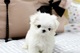 Regalo preciose cachorros Bichon maltes mini toy gratis - Foto 1