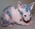 Regalo precioso macho y hembra sphynx gatito para su adopcion li - Foto 1