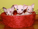 Regalo precioso macho y hembra sphynx gatito para su adopcion li - Foto 1