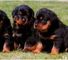 Rottweiler dulce y juguetón para la venta