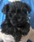 Schnauzers miniatura camada de Negro y Plata con pedigri - Foto 1