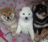 Shiba inu - machos y hembras - Foto 1