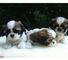 Shih Tzu Puppy en busca de un nuevo hogar - Foto 1