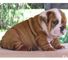 Super adorable bulldog inglés cachorros