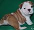 Tommy Bulldog Ingles - Foto 1