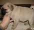 Top hermosos cachorros pug calidad para la venta