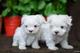 Venta camada bichon maltes mini toy