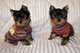 3 cachorros yorkshire terrier tenemos