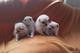 Adorable excelente preciosos de pomerania - Foto 1