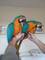 Azul y oro loros guacamayo para adopcion