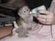 Bien entrenados monos capuchinos para hogares amorosos