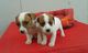 Cachorros adorables ukc jack russell terrierx