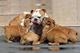 Cachorros de bulldog ingles con tres meses de edad