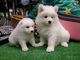 Cachorros encantadores de samoyedo