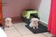 Cachorros malteses agradables y saludables di - Foto 1
