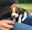 Camada beagle de pura raza de 3 meses lista para entregar - Foto 1