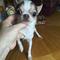 Chihuahua cachorros gratis para la adopción - Foto 3