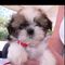 Disponemos de cachorros tricolor de línea americana shih tzu