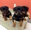 Excelentes cachorros de raza Rottweiler machos y hembras - Foto 1