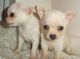 Exclusiva de Chihuahua excelente preciosos disponible - Foto 1