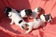 Gratis Bulldog frances cachorros! - Foto 1