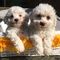 Gratis cachorros chi-chon ahora listos para adopción gratis