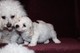 Gratis dachshund x bichon para la adopción libre