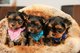 Gratis -gorgeous teacup yorkshire terrier chico-Burgos - Foto 1