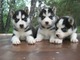 Gratis gratis husky cachorros listo